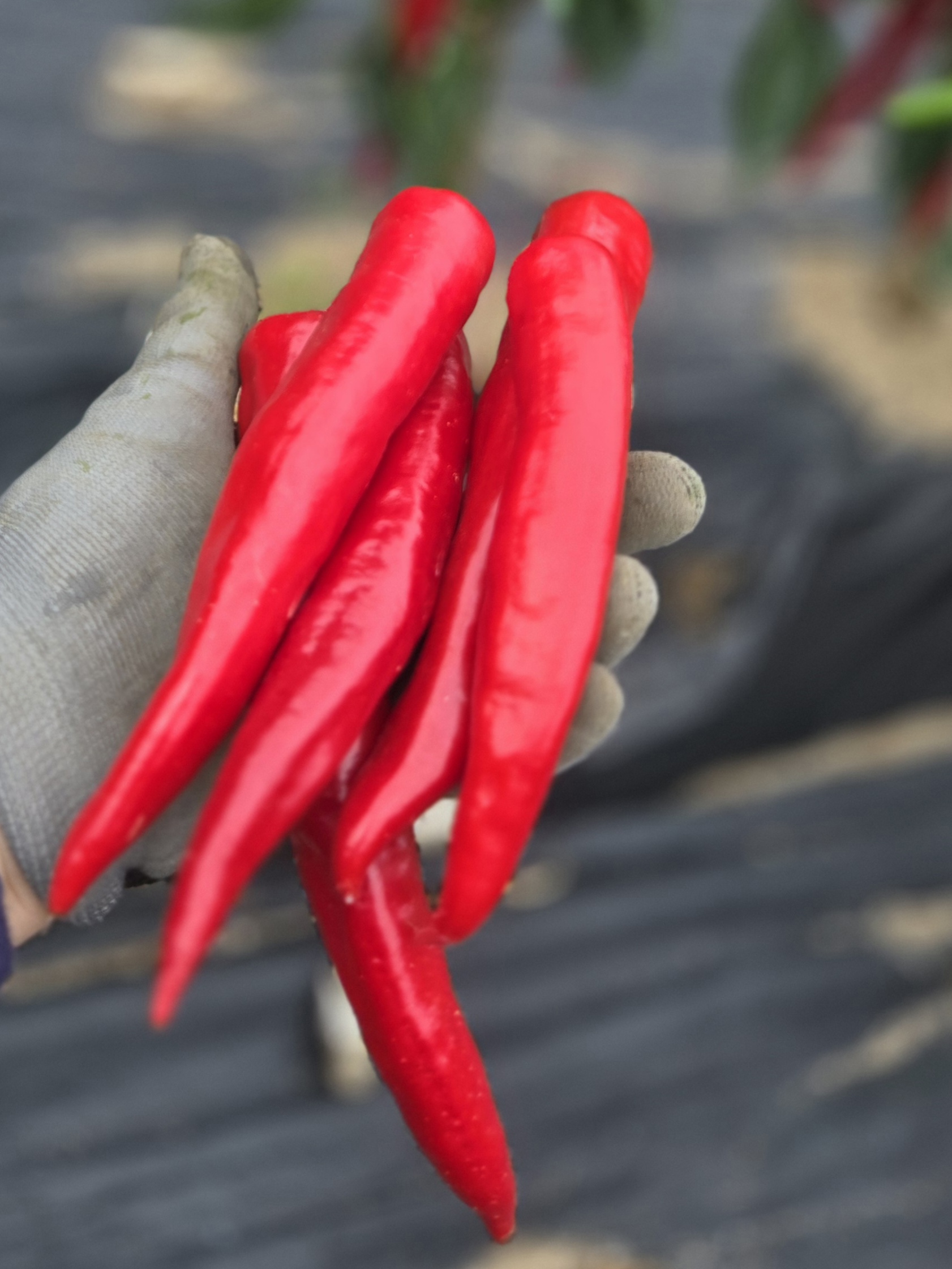 nokbeon.net-추울때는 빨간맛!-14번 이미지