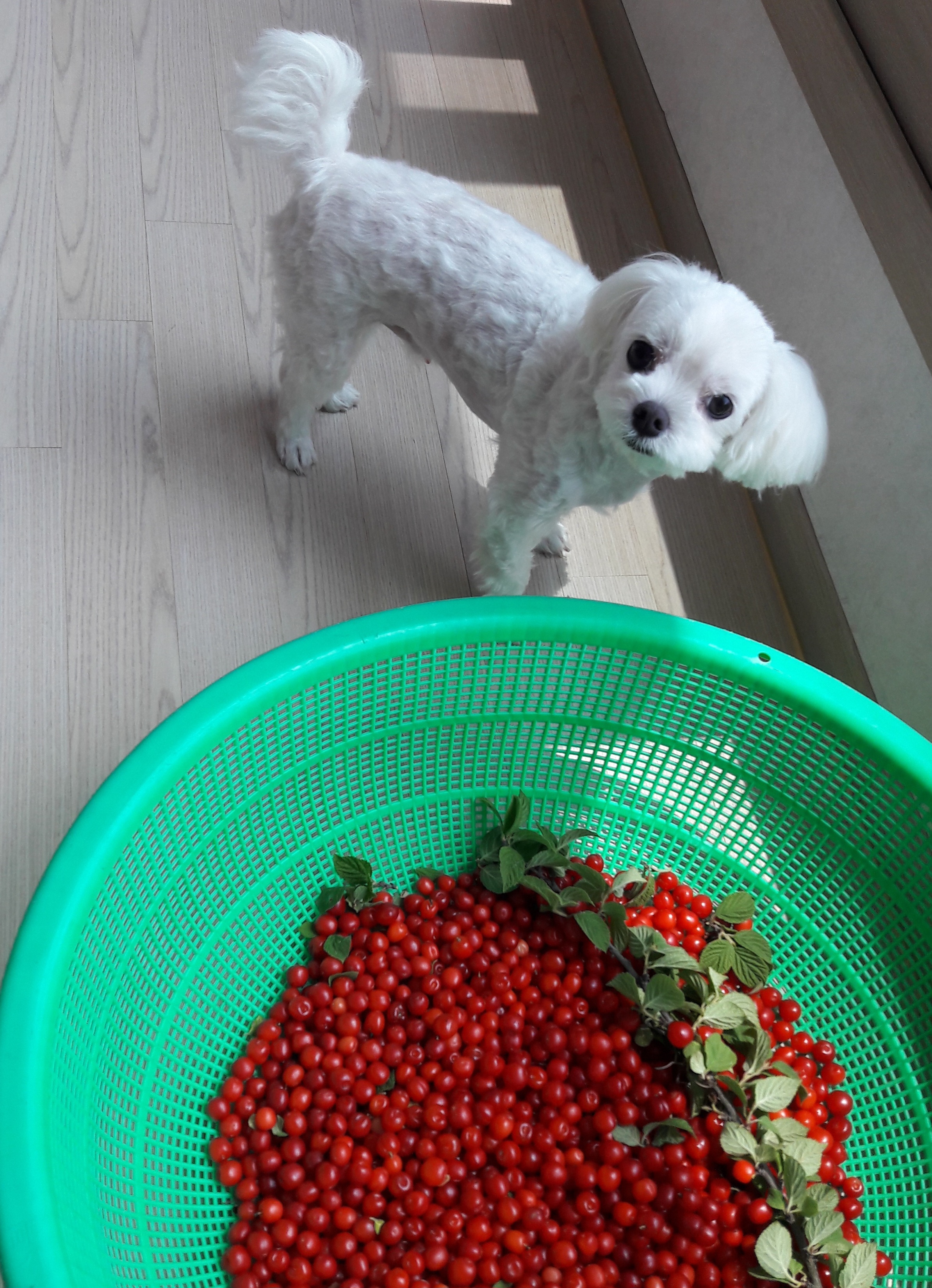 nokbeon.net-추울때는 빨간맛!-8번 이미지