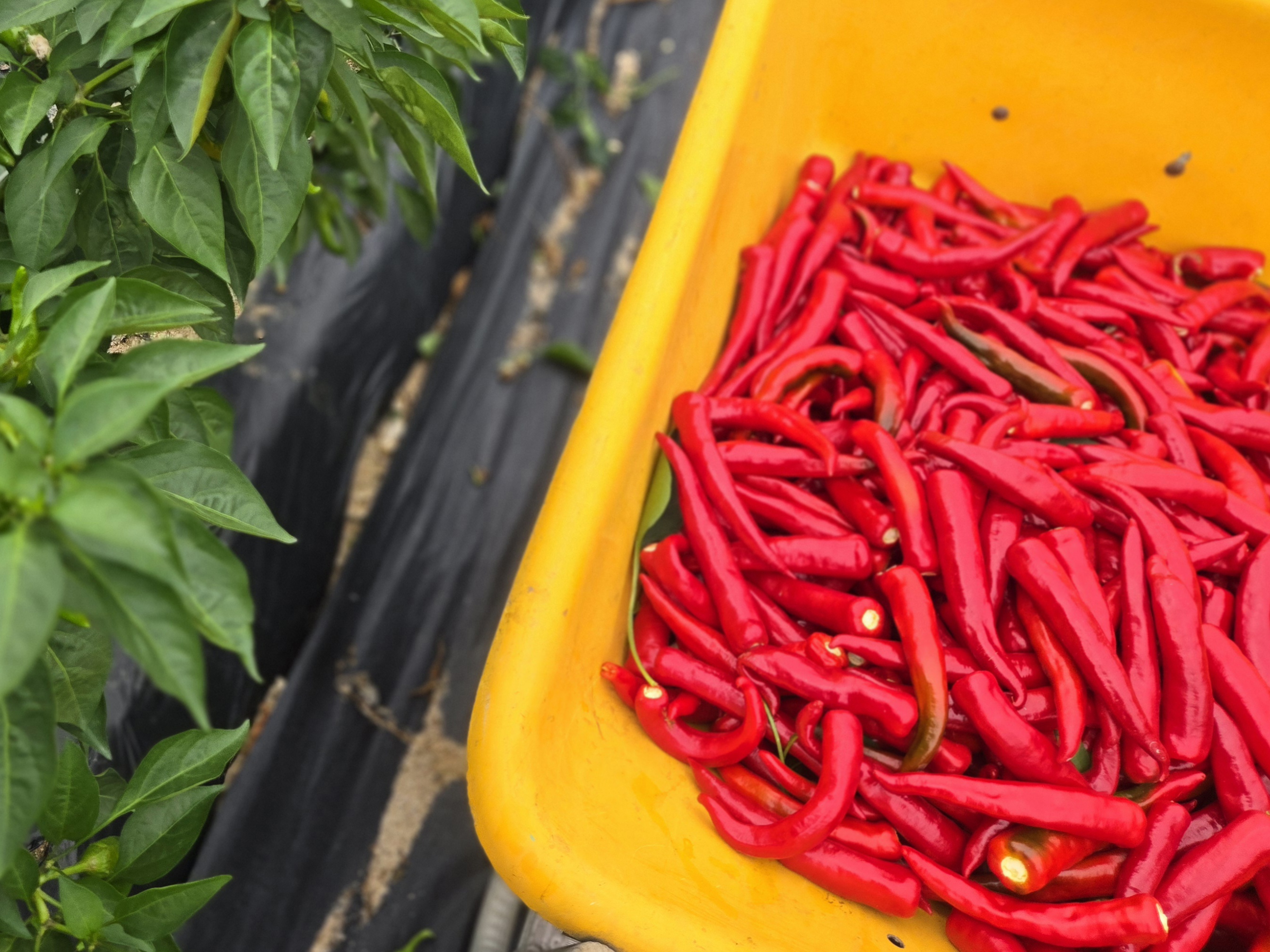 nokbeon.net-추울때는 빨간맛!-11번 이미지