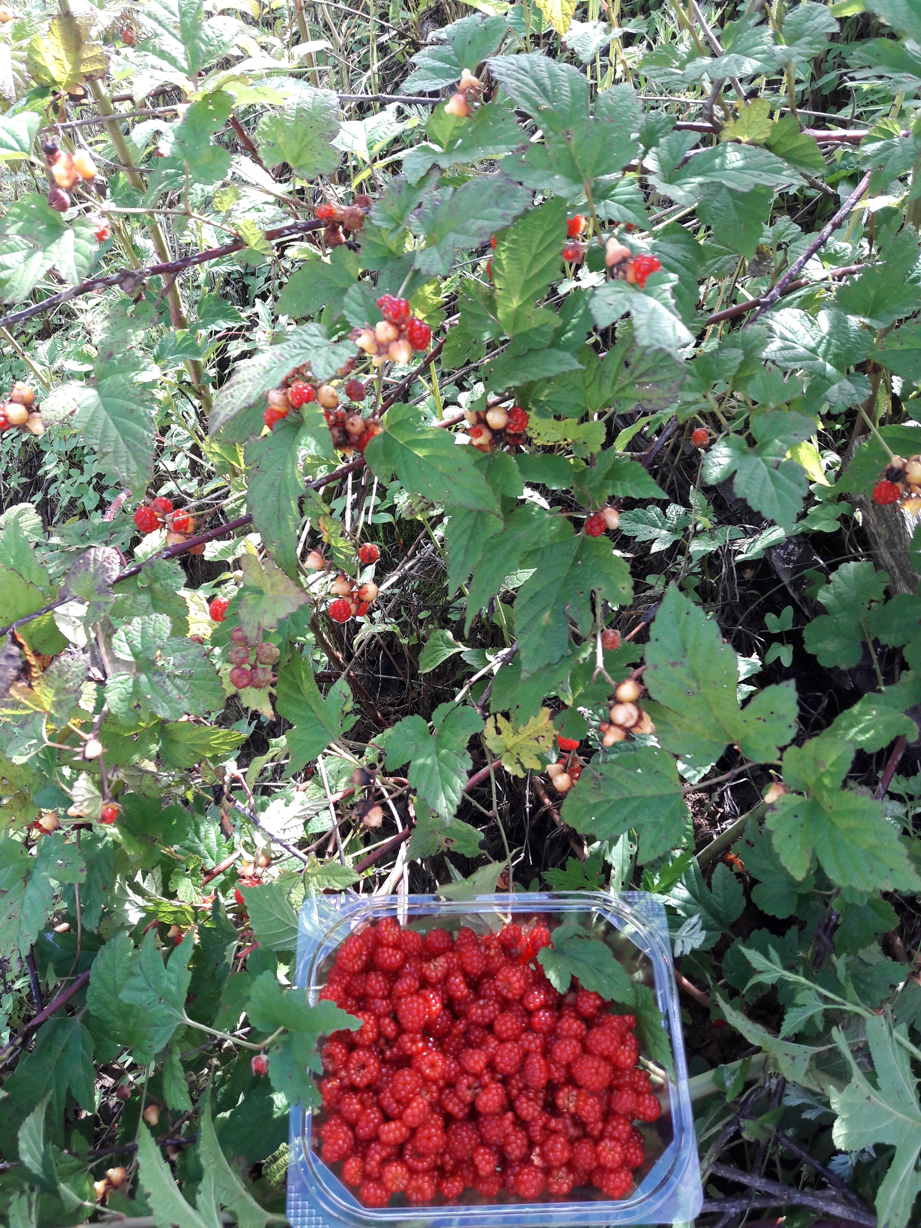 nokbeon.net-추울때는 빨간맛!-4번 이미지