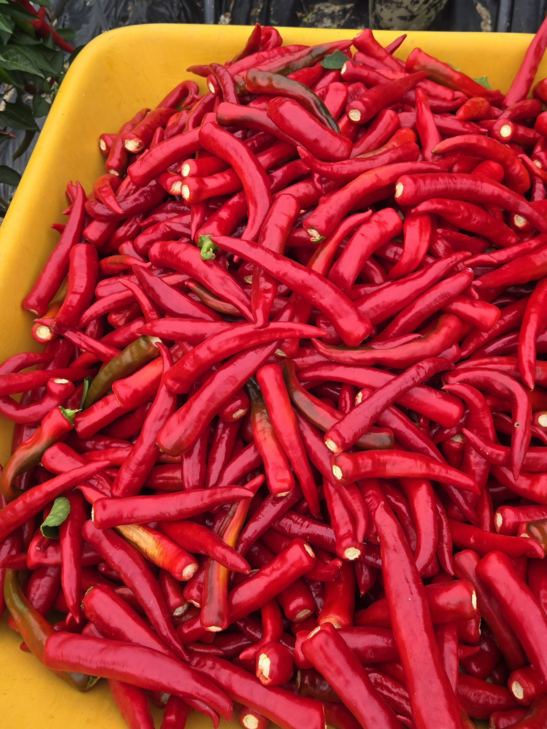 nokbeon.net-추울때는 빨간맛!-12번 이미지