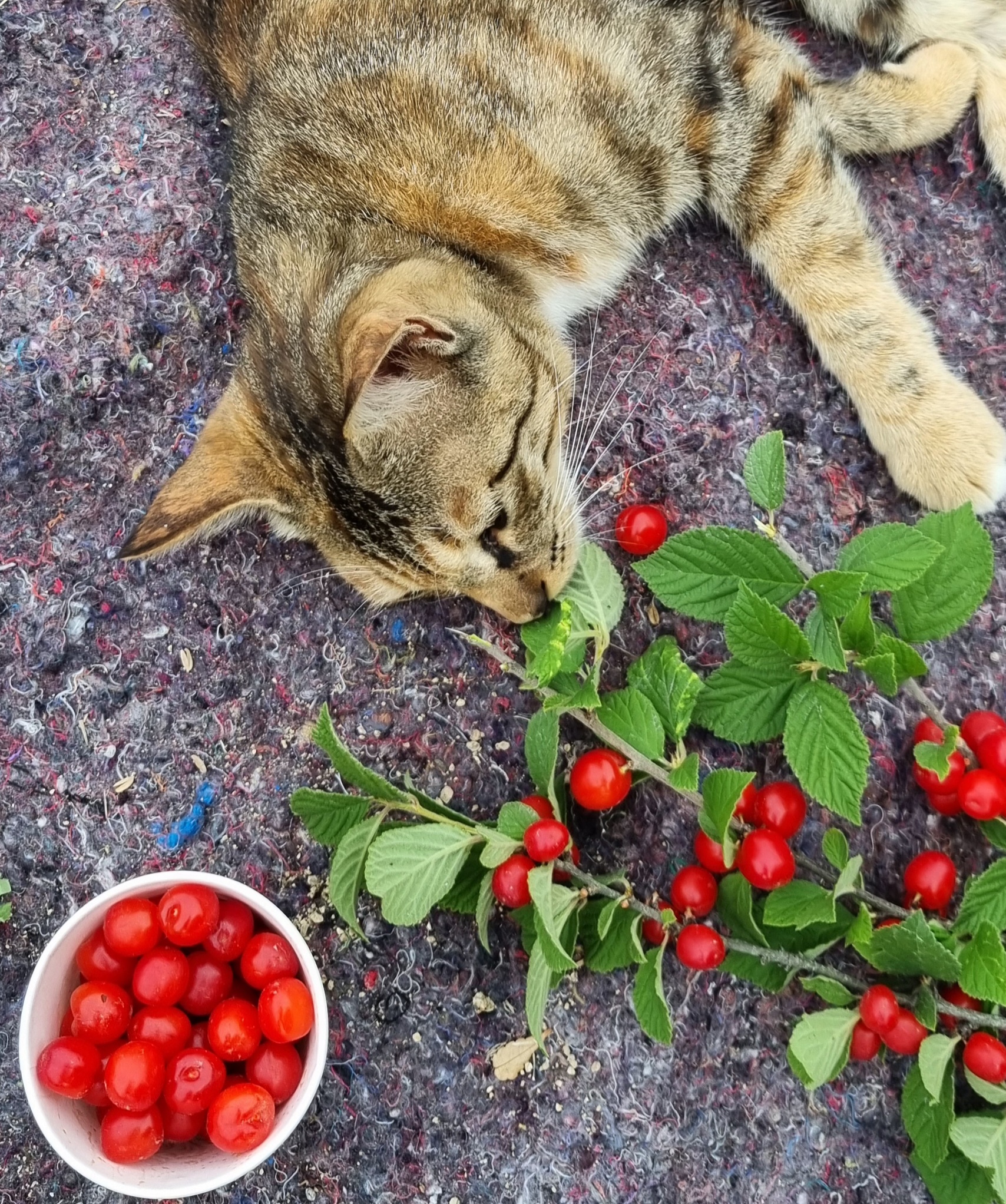 nokbeon.net-추울때는 빨간맛!-7번 이미지