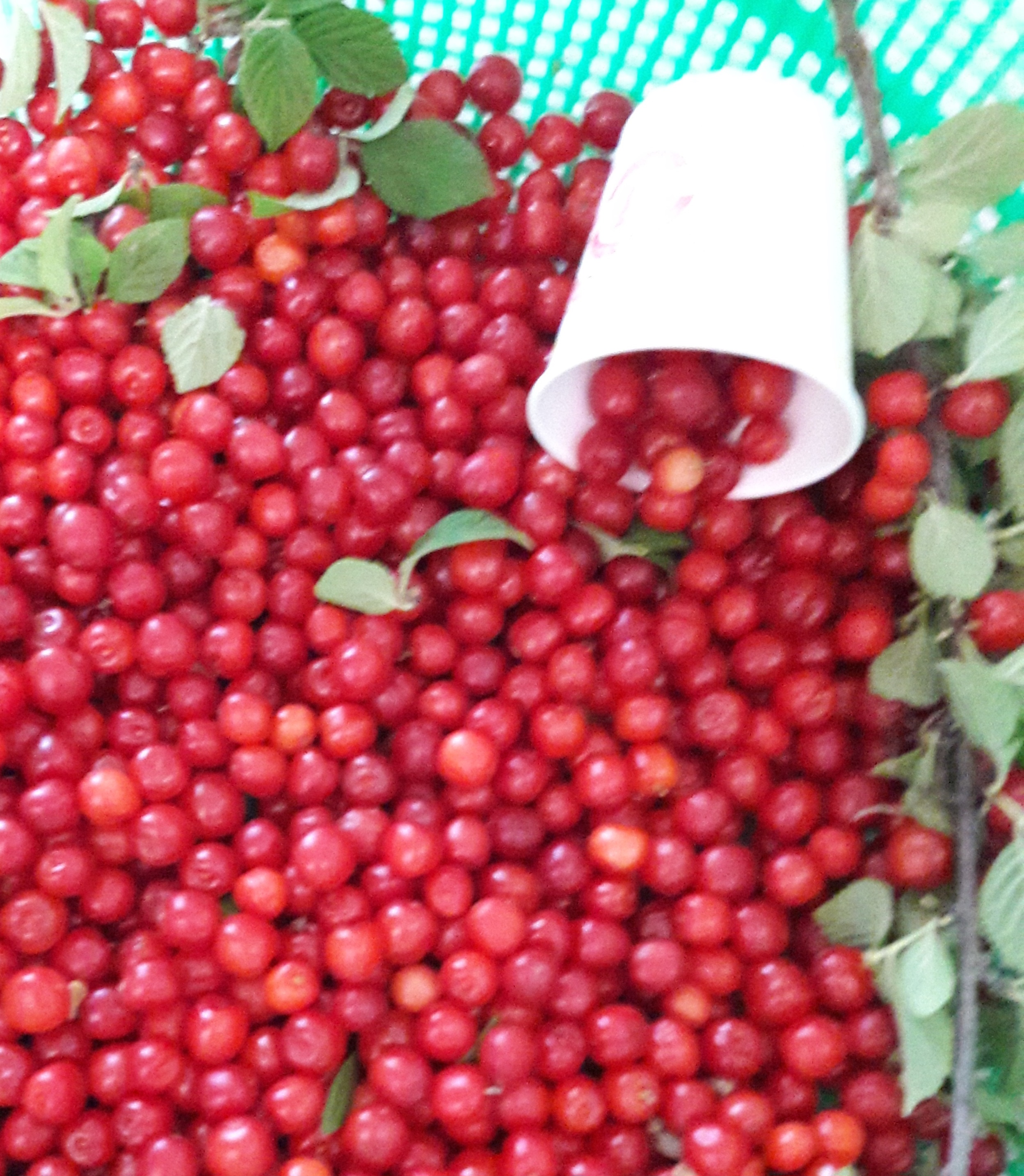 nokbeon.net-추울때는 빨간맛!-5번 이미지