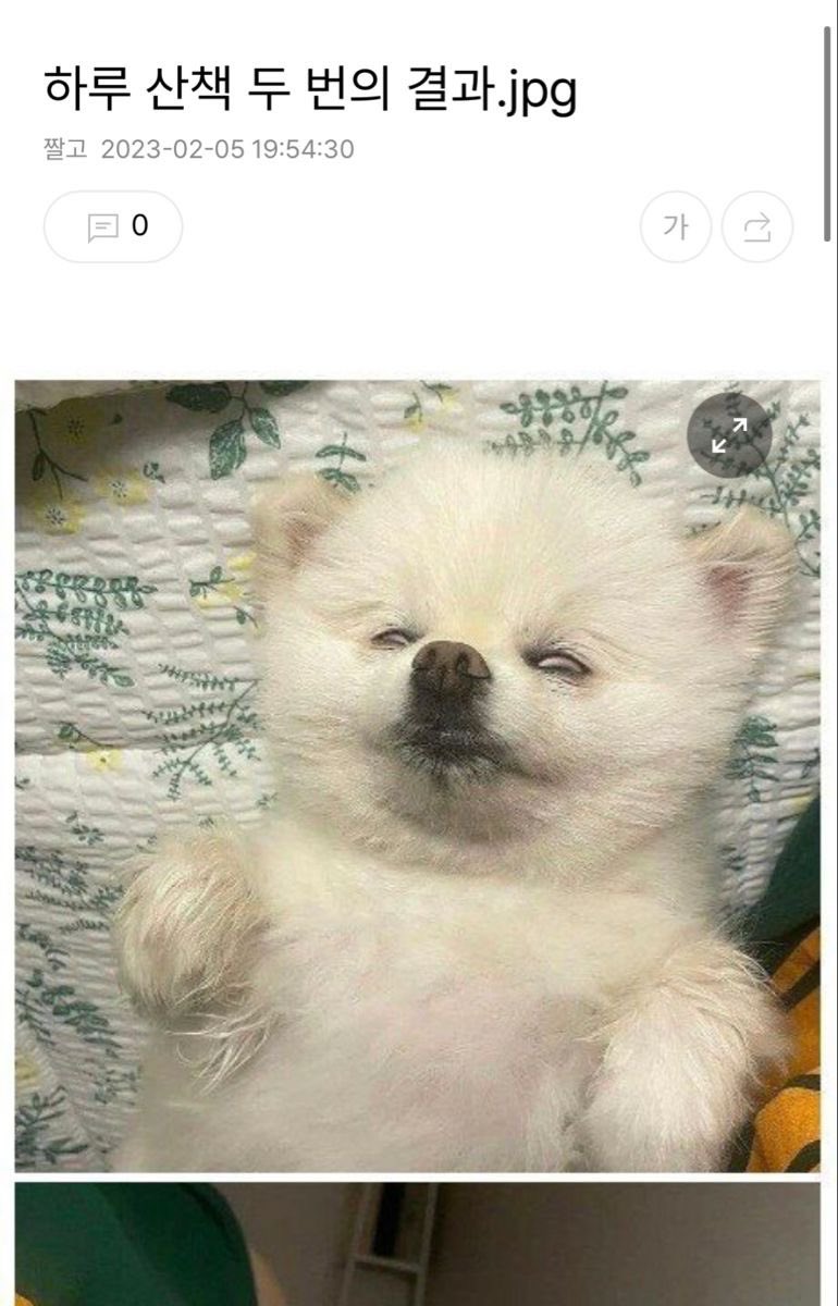 하루 산책 두 번의 결과 | 인스티즈