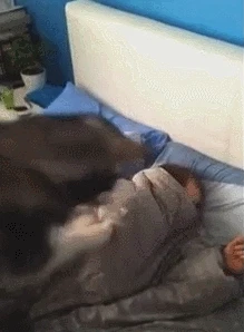 주인 깨우는 강아지.gif | 인스티즈