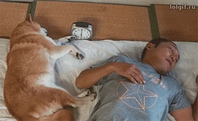 주인 깨우는 강아지.gif | 인스티즈