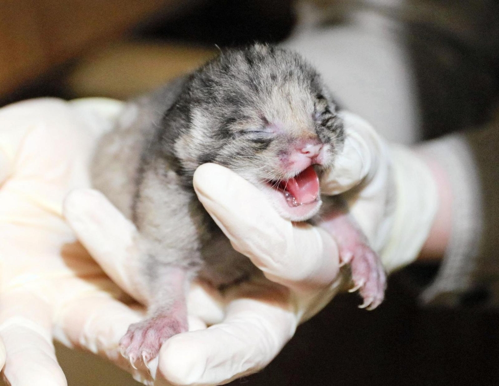 5월에 태어난 아기 마눌고양이 사진 | 인스티즈
