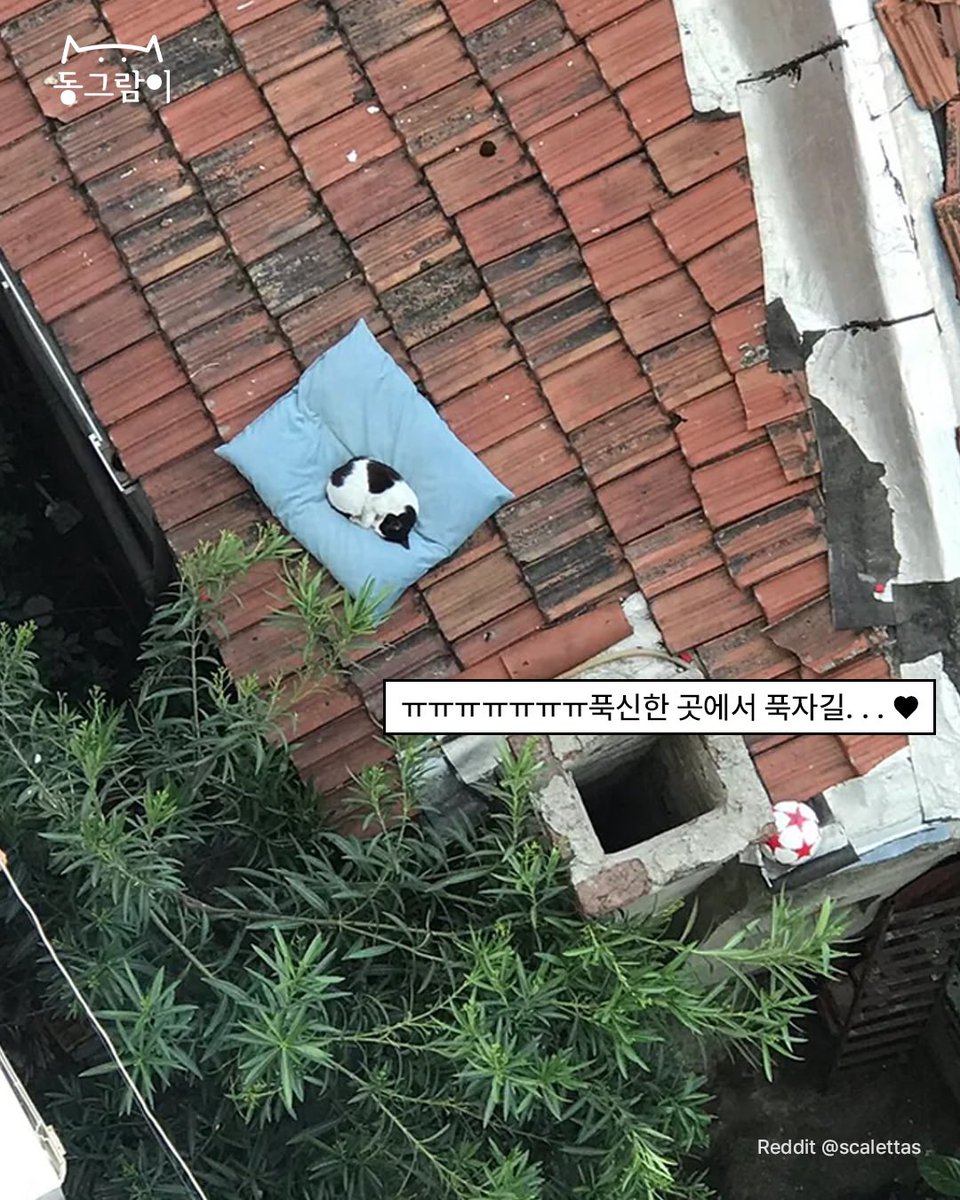멈머 베개를 떨어트렸는데 새주인이 생겼어요 | 인스티즈