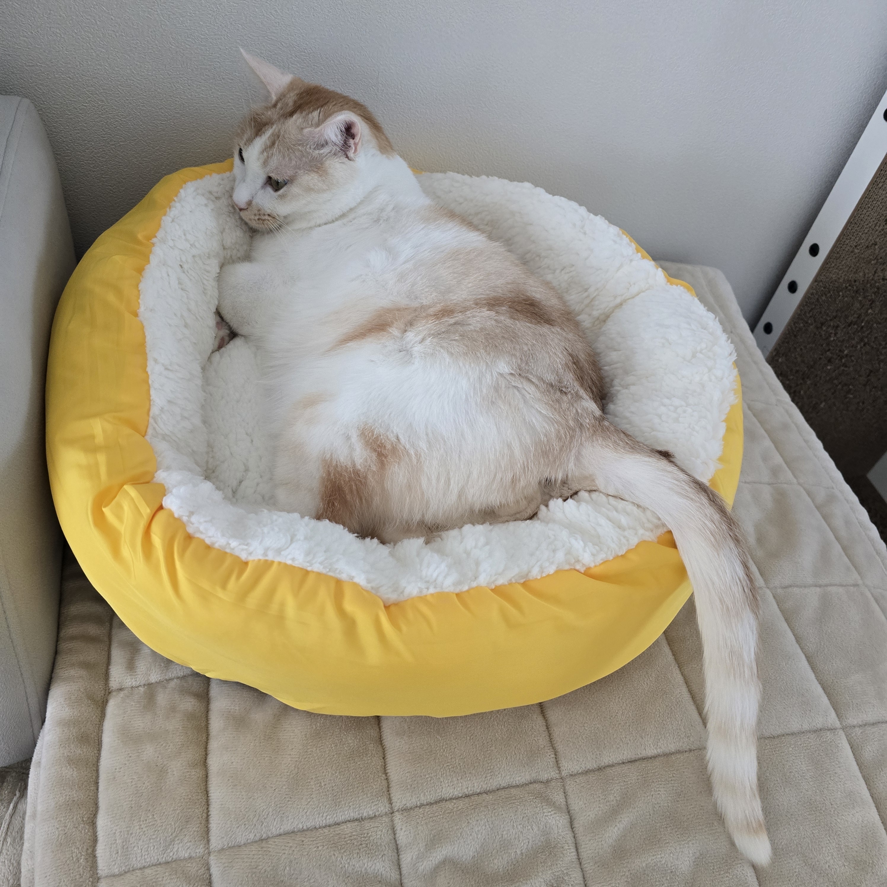 nokbeon.net-추위타는 울 냥이 ???? -10번 이미지