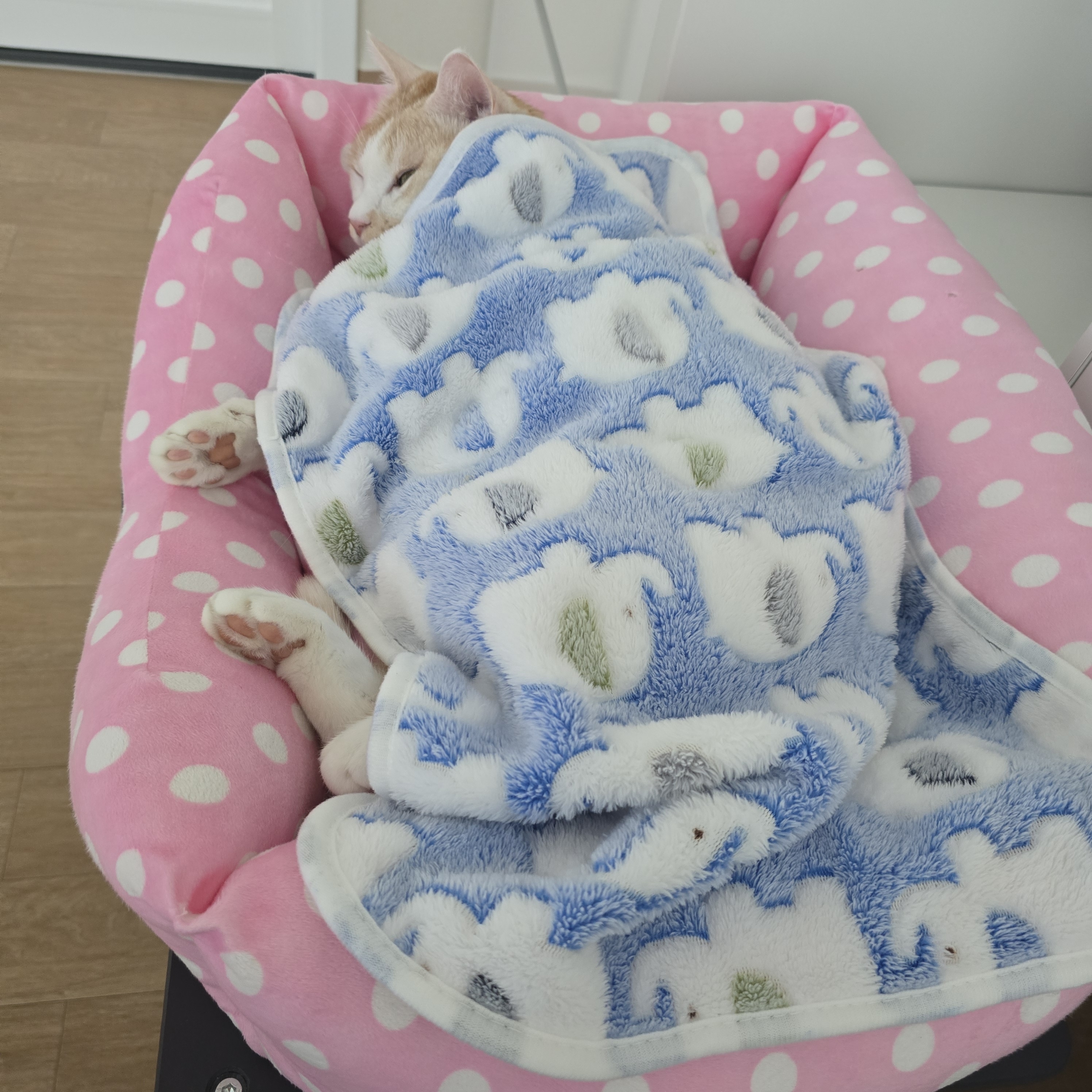 nokbeon.net-추위타는 울 냥이 ???? -1번 이미지