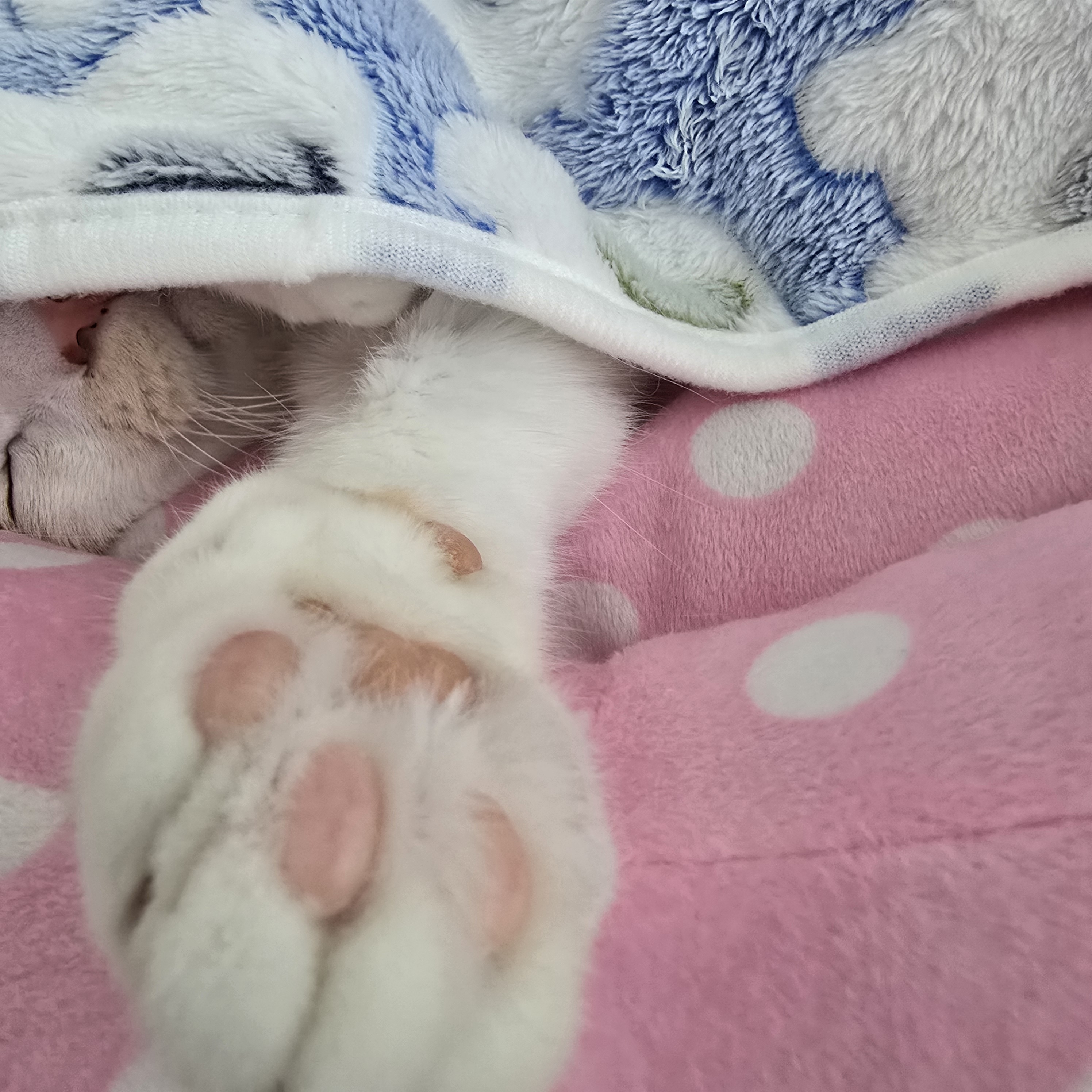 nokbeon.net-추위타는 울 냥이 ???? -7번 이미지