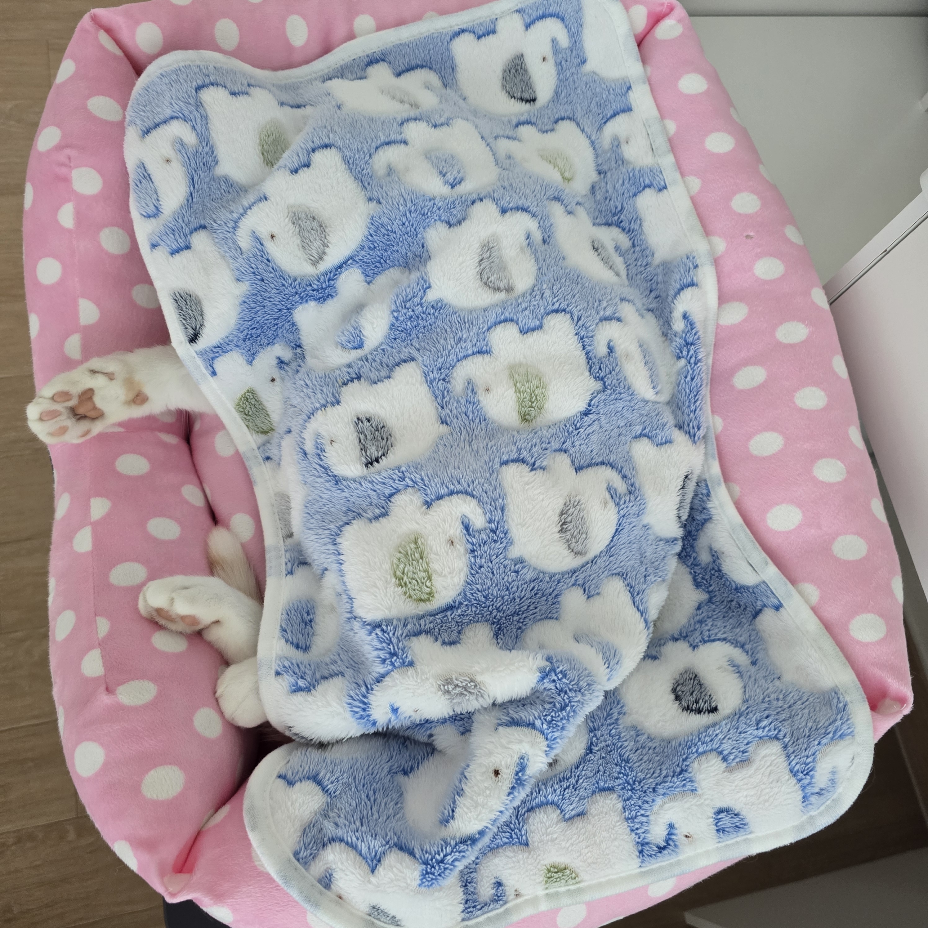 nokbeon.net-추위타는 울 냥이 ???? -5번 이미지